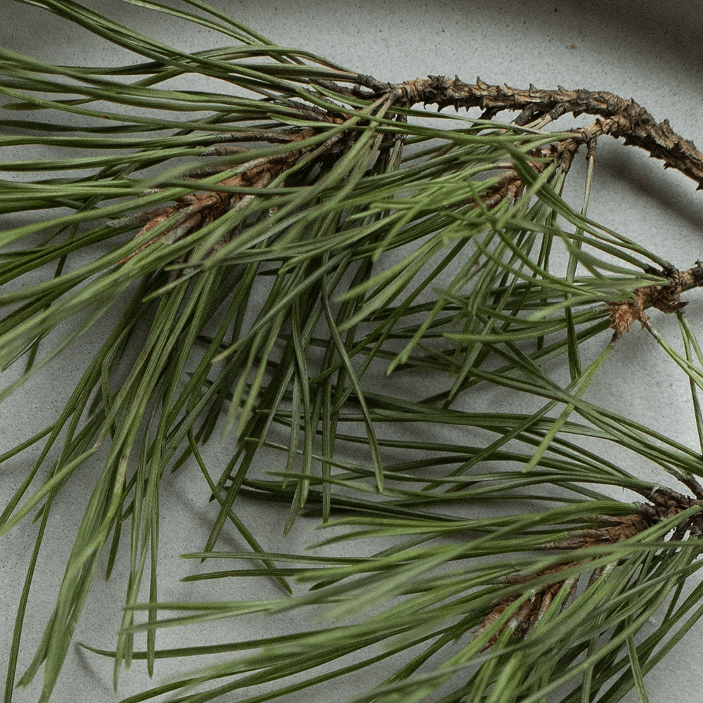 Push Plug-in Wall Diffuser – Starter Kit with Forest Rain Refill